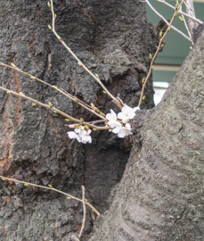 Photo - Sakura Starting